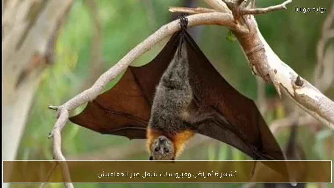 أشهر 6 أمراض وفيروسات تنتقل عبر الخفافيش
