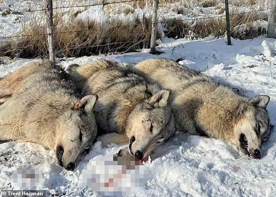 مقتل ذئاب مقتل ذئاب