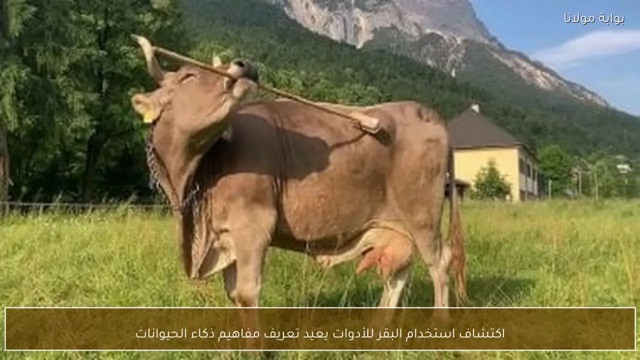 اكتشاف استخدام البقر للأدوات يعيد تعريف مفاهيم ذكاء الحيوانات