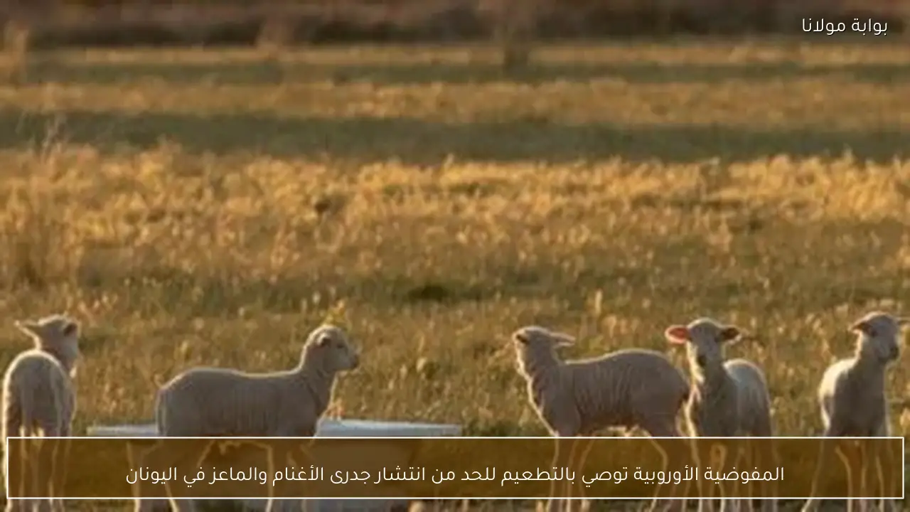 المفوضية الأوروبية توصي بالتطعيم للحد من انتشار جدرى الأغنام والماعز في اليونان