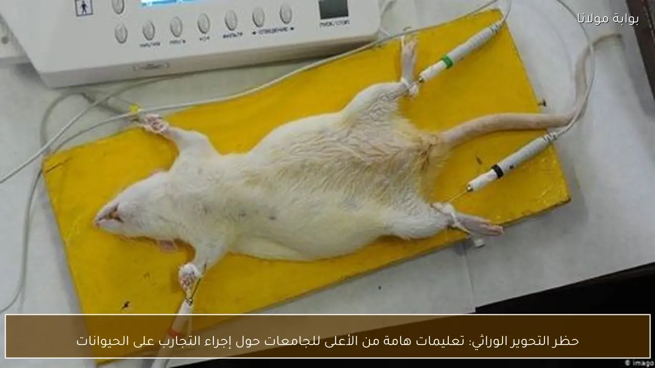 حظر التحوير الوراثي: تعليمات هامة من الأعلى للجامعات حول إجراء التجارب على الحيوانات