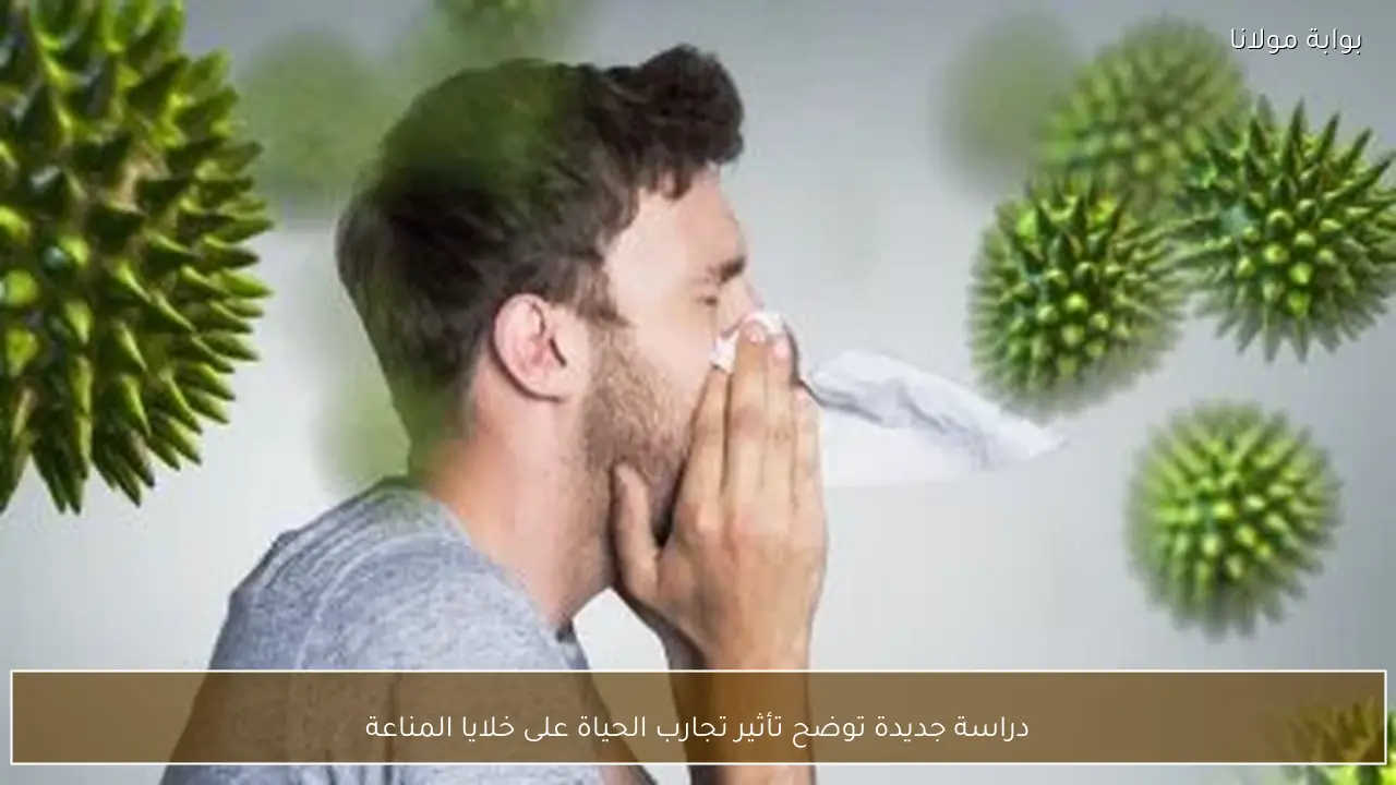 دراسة جديدة توضح تأثير تجارب الحياة على خلايا المناعة