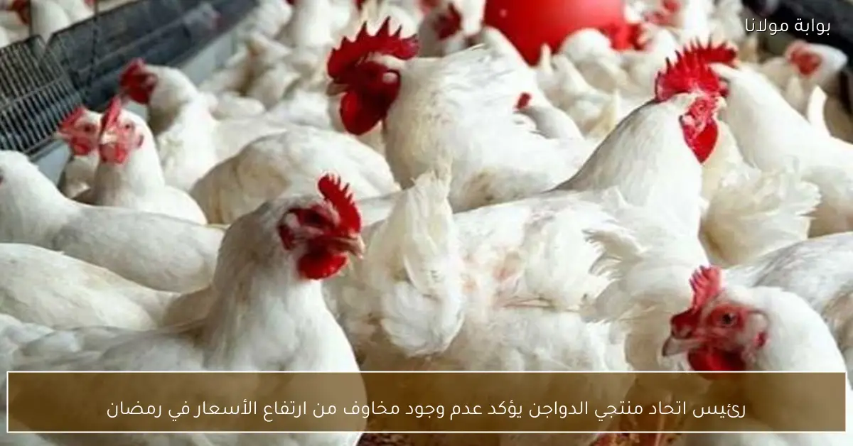 رئيس اتحاد منتجي الدواجن يؤكد عدم وجود مخاوف من ارتفاع الأسعار في رمضان