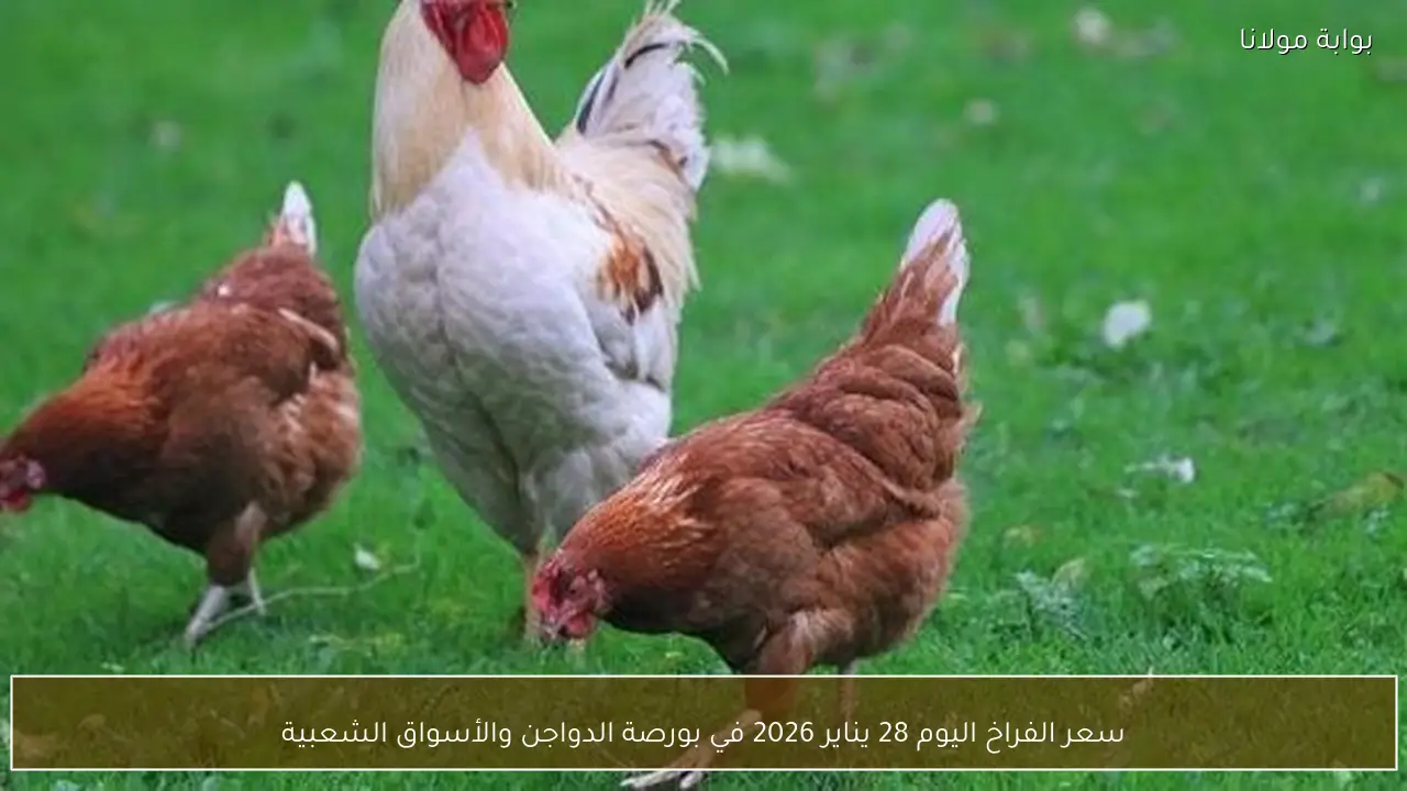 سعر الفراخ اليوم 28 يناير 2026 في بورصة الدواجن والأسواق الشعبية