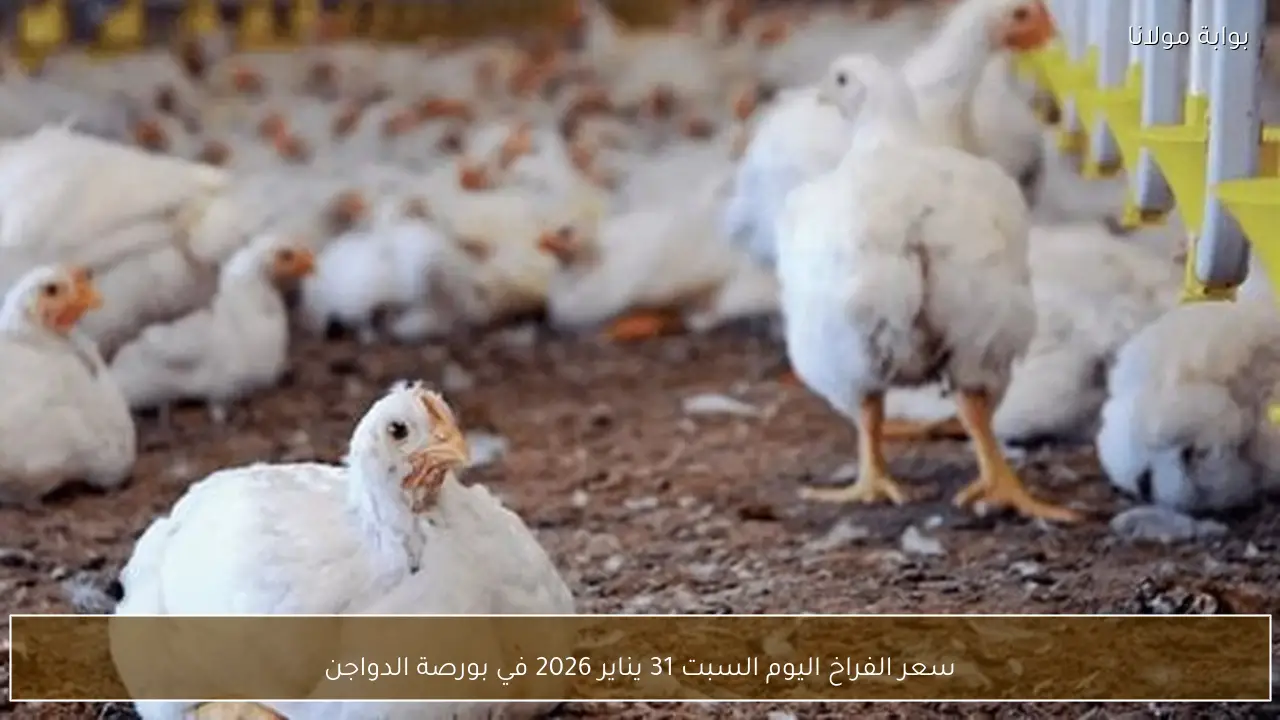 سعر الفراخ اليوم السبت 31 يناير 2026 في بورصة الدواجن