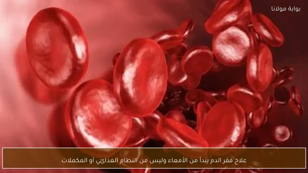 علاج فقر الدم يبدأ من الأمعاء وليس من النظام الغذائي أو المكملات