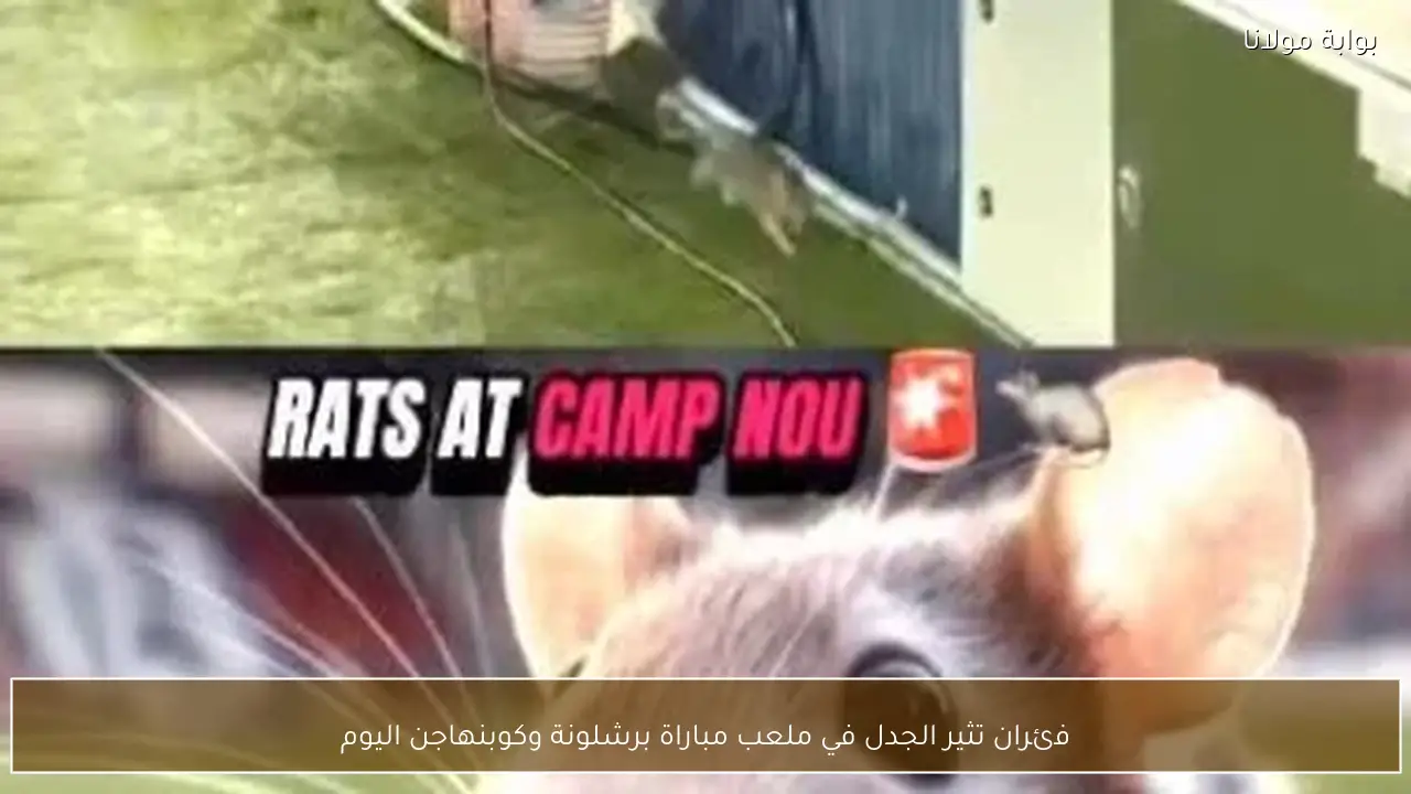 فئران تثير الجدل في ملعب مباراة برشلونة وكوبنهاجن اليوم