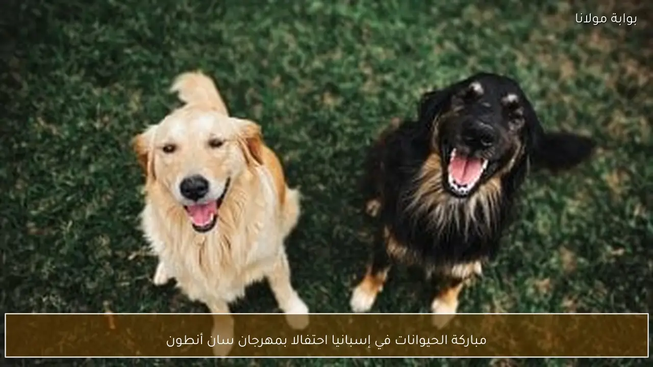 مباركة الحيوانات في إسبانيا احتفالا بمهرجان سان أنطون