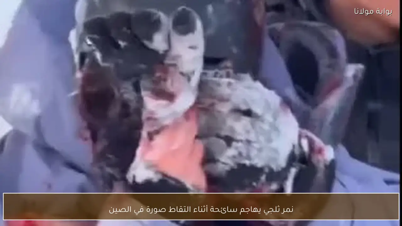 نمر ثلجي يهاجم سائحة أثناء التقاط صورة في الصين