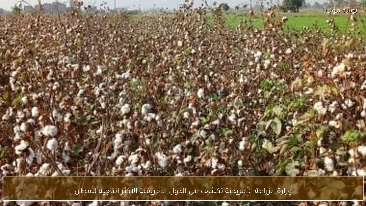 وزارة الزراعة الأمريكية تكشف عن الدول الأفريقية الأكثر إنتاجية للقطن