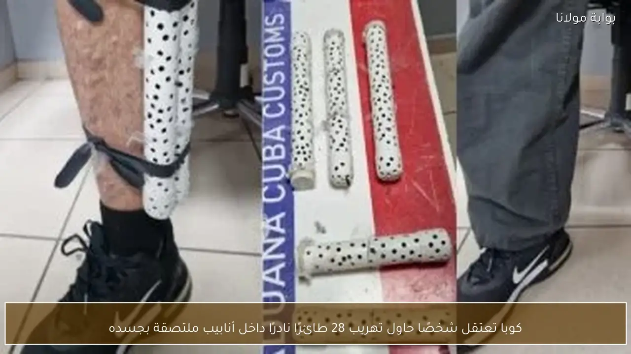 كوبا تعتقل شخصًا حاول تهريب 28 طائرًا نادرًا داخل أنابيب ملتصقة بجسده