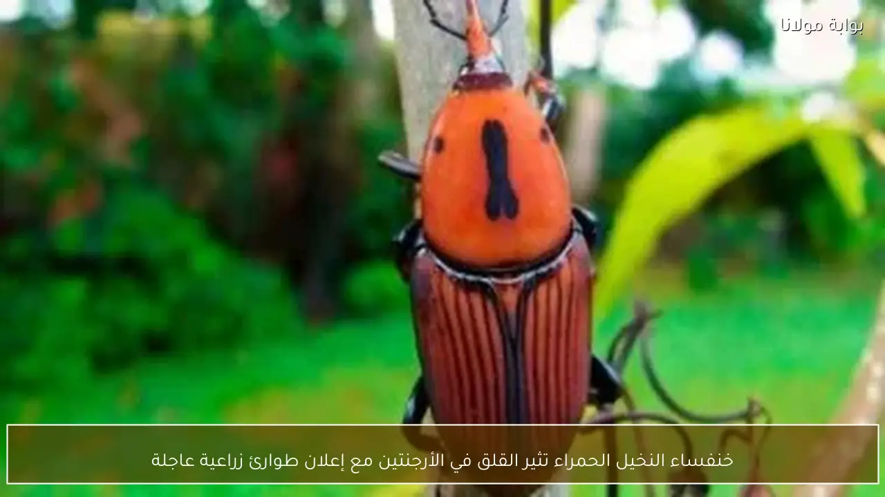 خنفساء النخيل الحمراء تثير القلق في الأرجنتين مع إعلان طوارئ زراعية عاجلة
