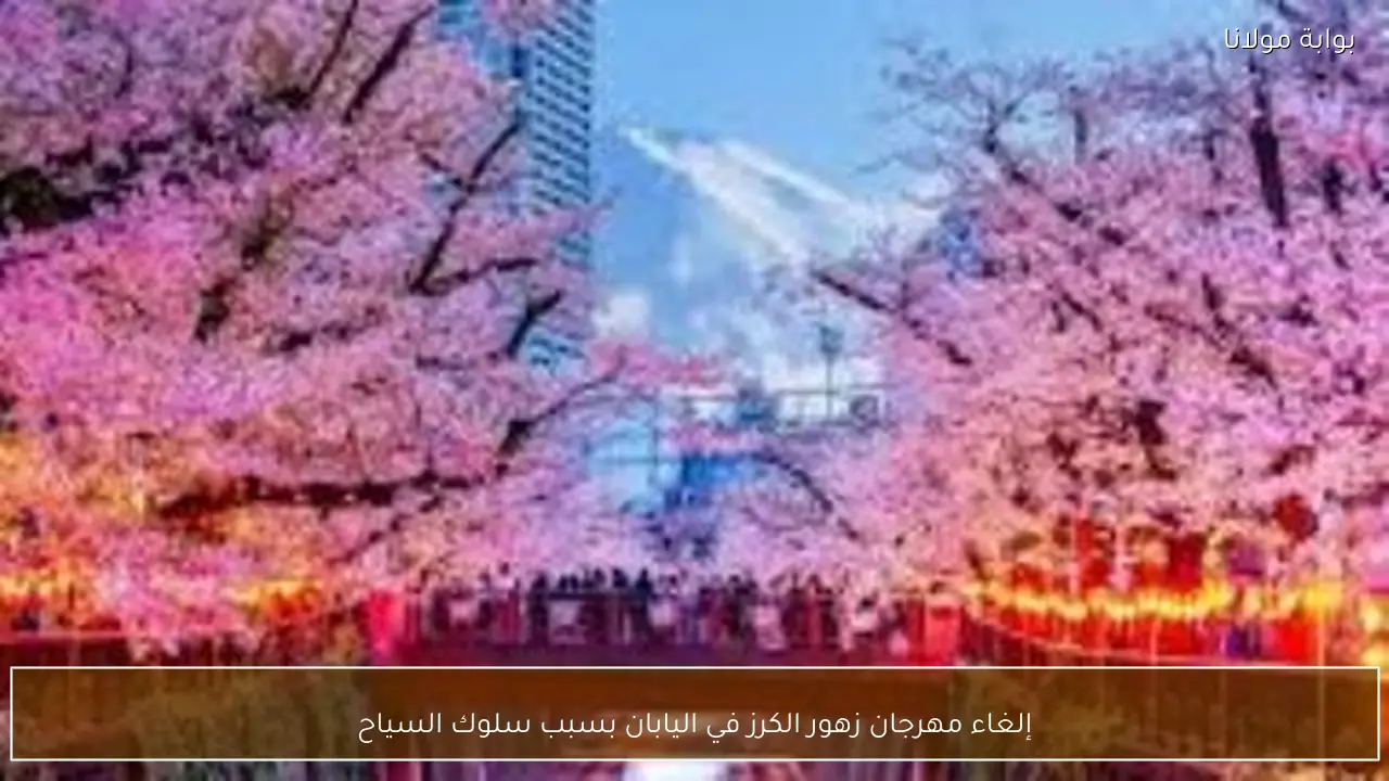 إلغاء مهرجان زهور الكرز في اليابان بسبب سلوك السياح