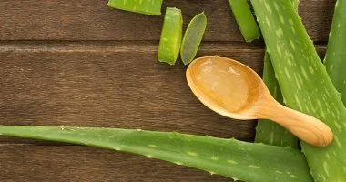 الصبار قد يساعد فى مكافحة ألزهايمر.. دراسة توضح