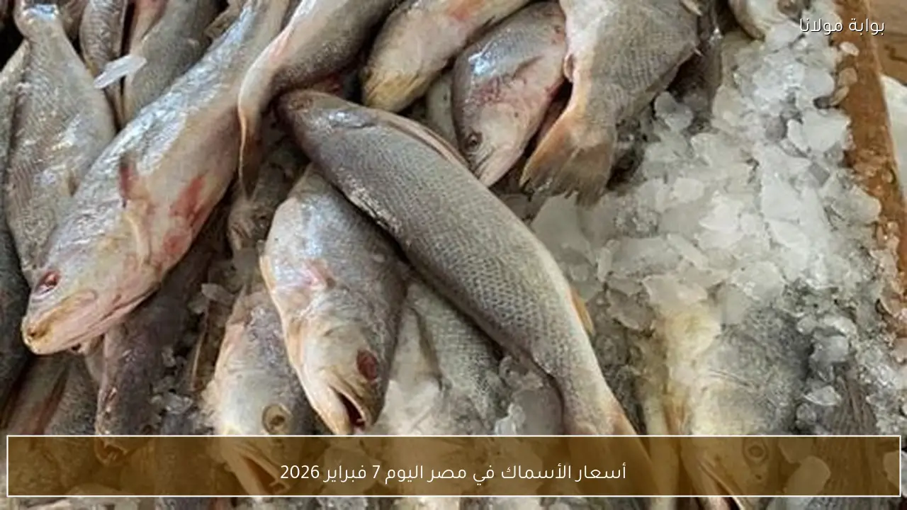 أسعار الأسماك في مصر اليوم 7 فبراير 2026