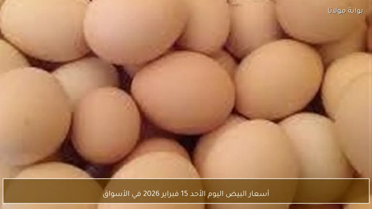 أسعار البيض اليوم الأحد 15 فبراير 2026 في الأسواق