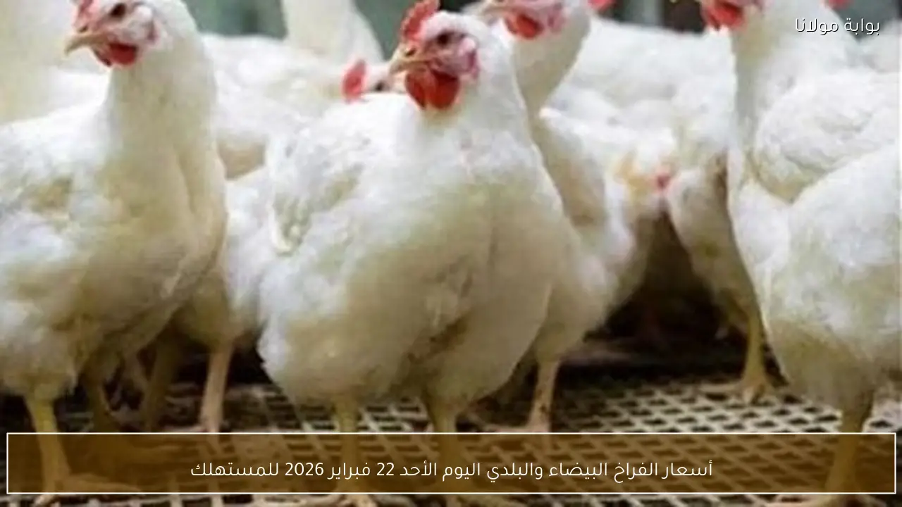 أسعار الفراخ البيضاء والبلدي اليوم الأحد 22 فبراير 2026 للمستهلك