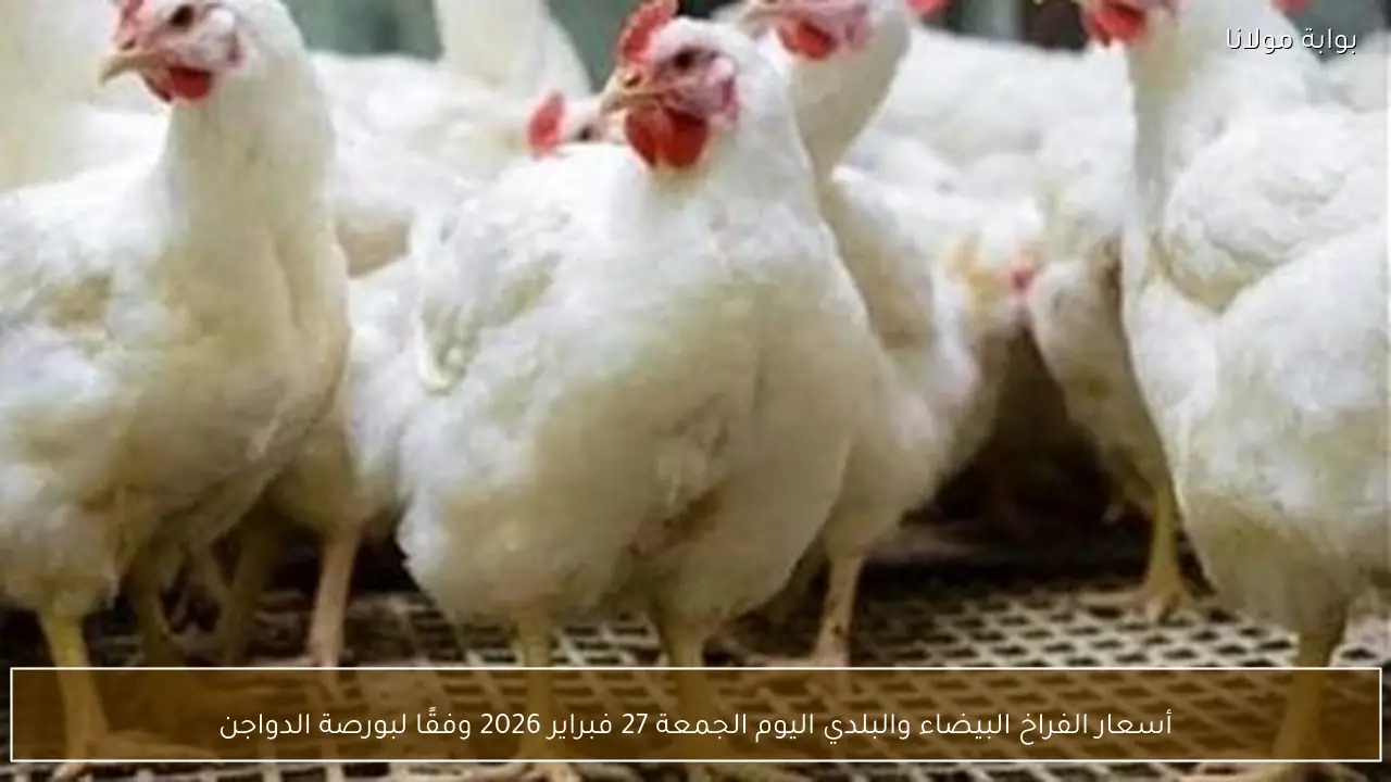 أسعار الفراخ البيضاء والبلدي اليوم الجمعة 27 فبراير 2026 وفقًا لبورصة الدواجن