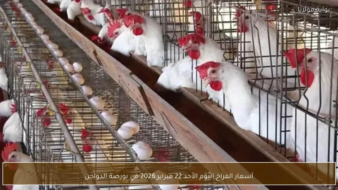 أسعار الفراخ اليوم الأحد 22 فبراير 2026 في بورصة الدواجن