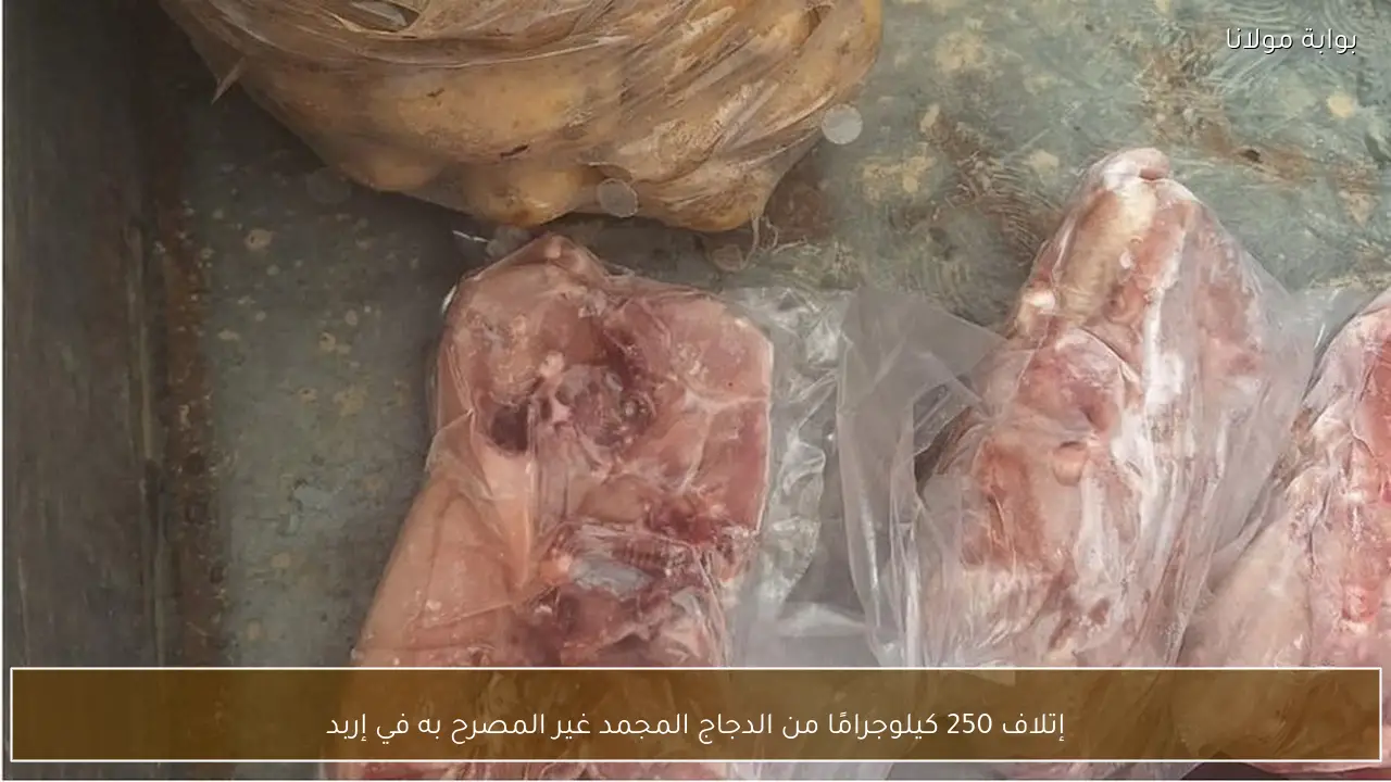 إتلاف 250 كيلوجرامًا من الدجاج المجمد غير المصرح به في إربد