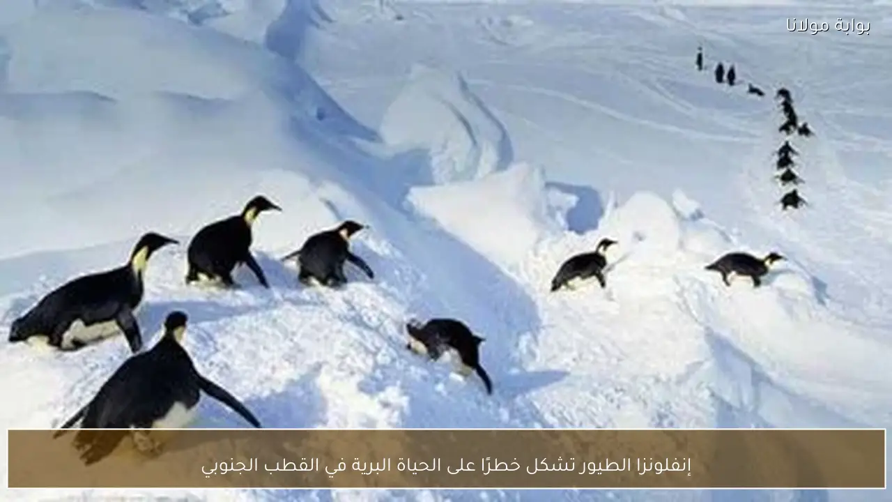 إنفلونزا الطيور تشكل خطرًا على الحياة البرية في القطب الجنوبي