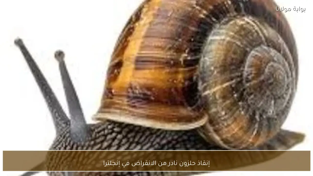 إنقاذ حلزون نادر من الانقراض في إنجلترا