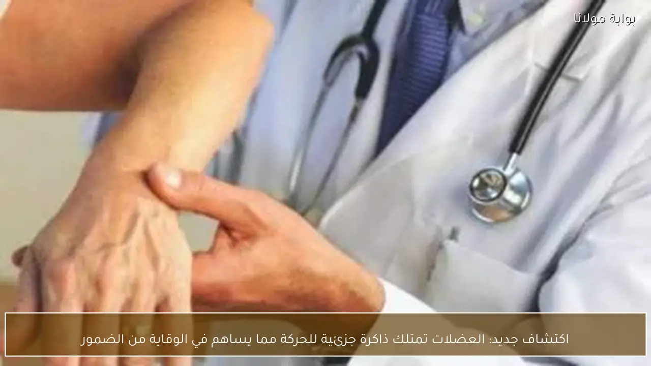 اكتشاف جديد: العضلات تمتلك ذاكرة جزئية للحركة مما يساهم في الوقاية من الضمور