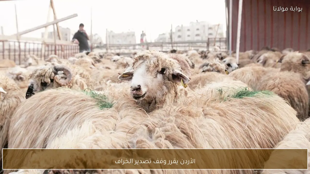 الأردن يقرر وقف تصدير الخراف