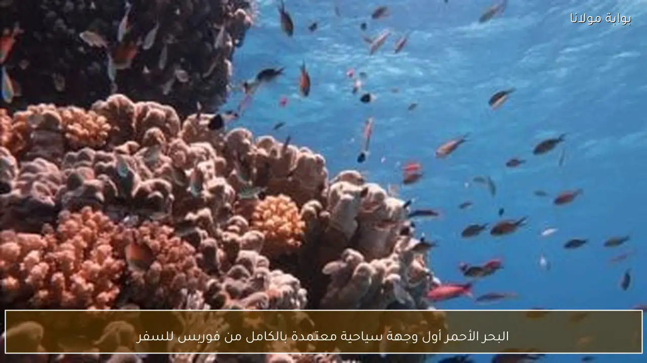 البحر الأحمر أول وجهة سياحية معتمدة بالكامل من فوربس للسفر