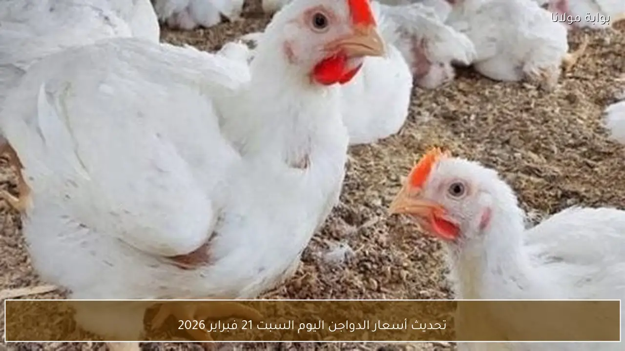 تحديث أسعار الدواجن اليوم السبت 21 فبراير 2026