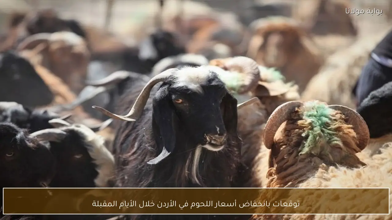 توقعات بانخفاض أسعار اللحوم في الأردن خلال الأيام المقبلة