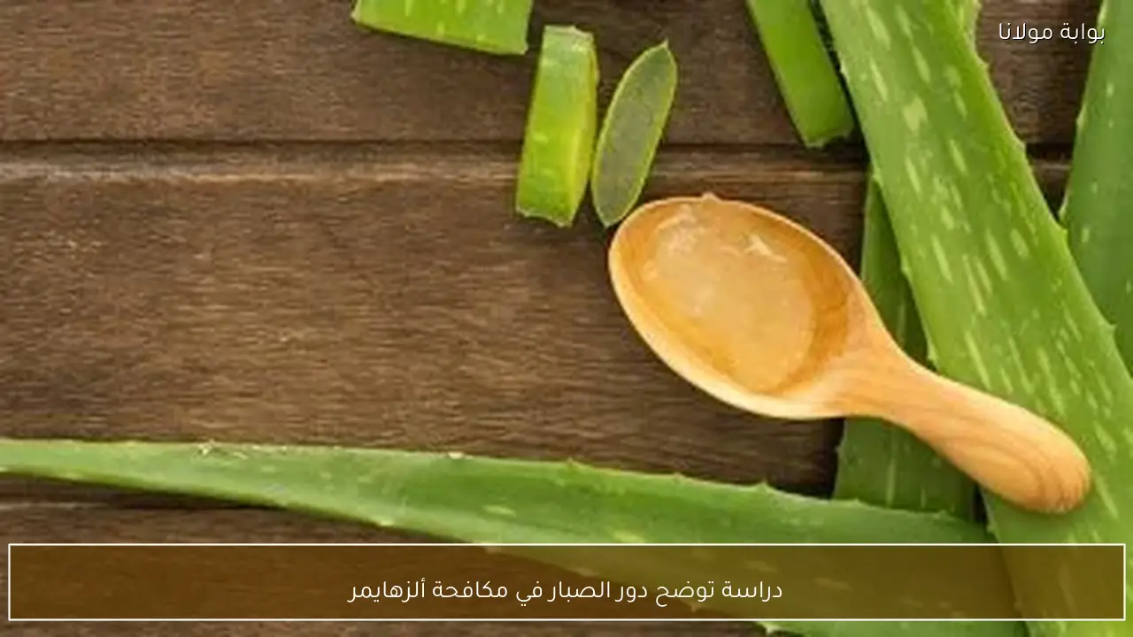 دراسة توضح دور الصبار في مكافحة ألزهايمر