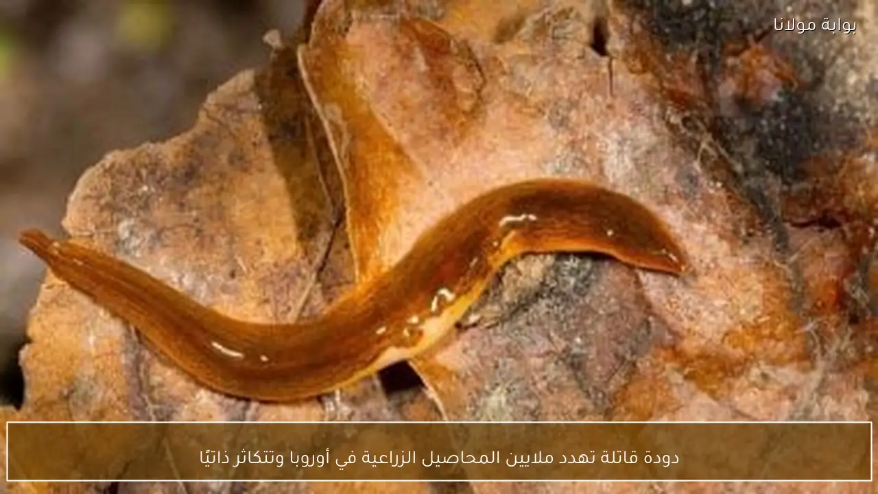 دودة قاتلة تهدد ملايين المحاصيل الزراعية في أوروبا وتتكاثر ذاتيًا