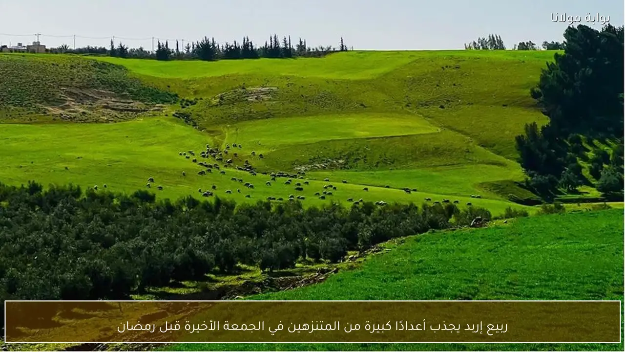 ربيع إربد يجذب أعدادًا كبيرة من المتنزهين في الجمعة الأخيرة قبل رمضان