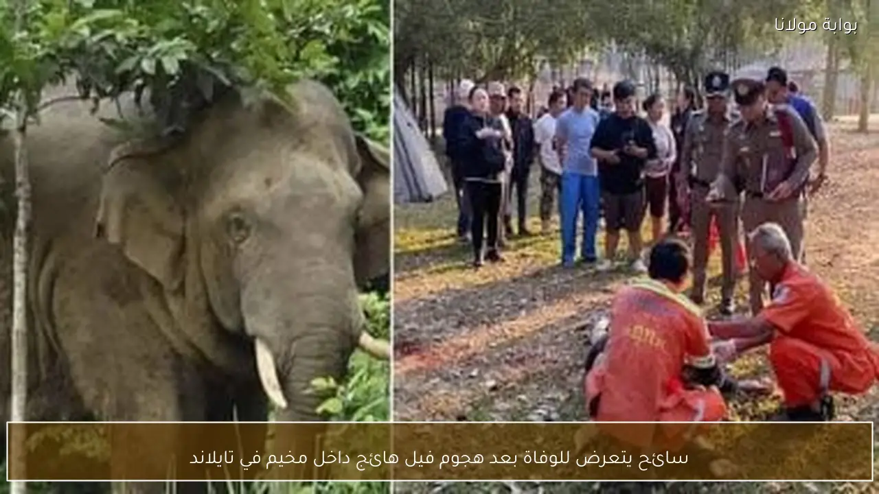 سائح يتعرض للوفاة بعد هجوم فيل هائج داخل مخيم في تايلاند