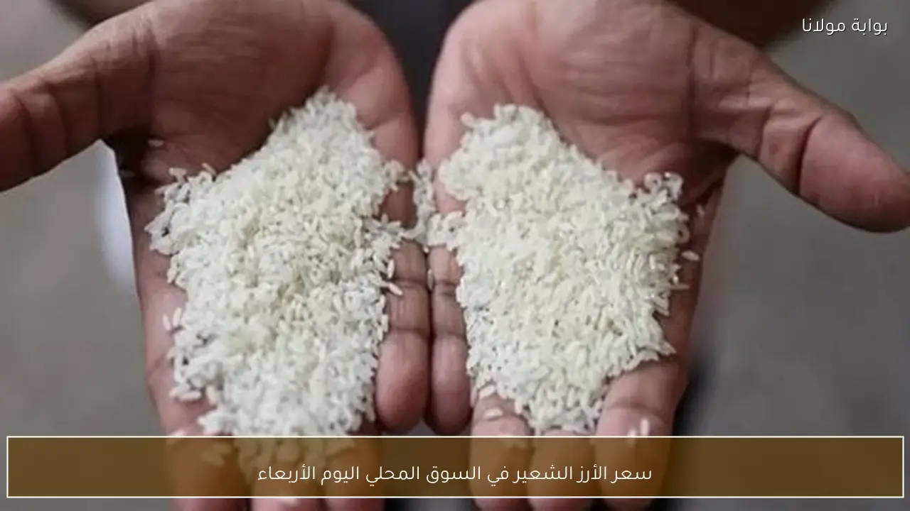 سعر الأرز الشعير في السوق المحلي اليوم الأربعاء
