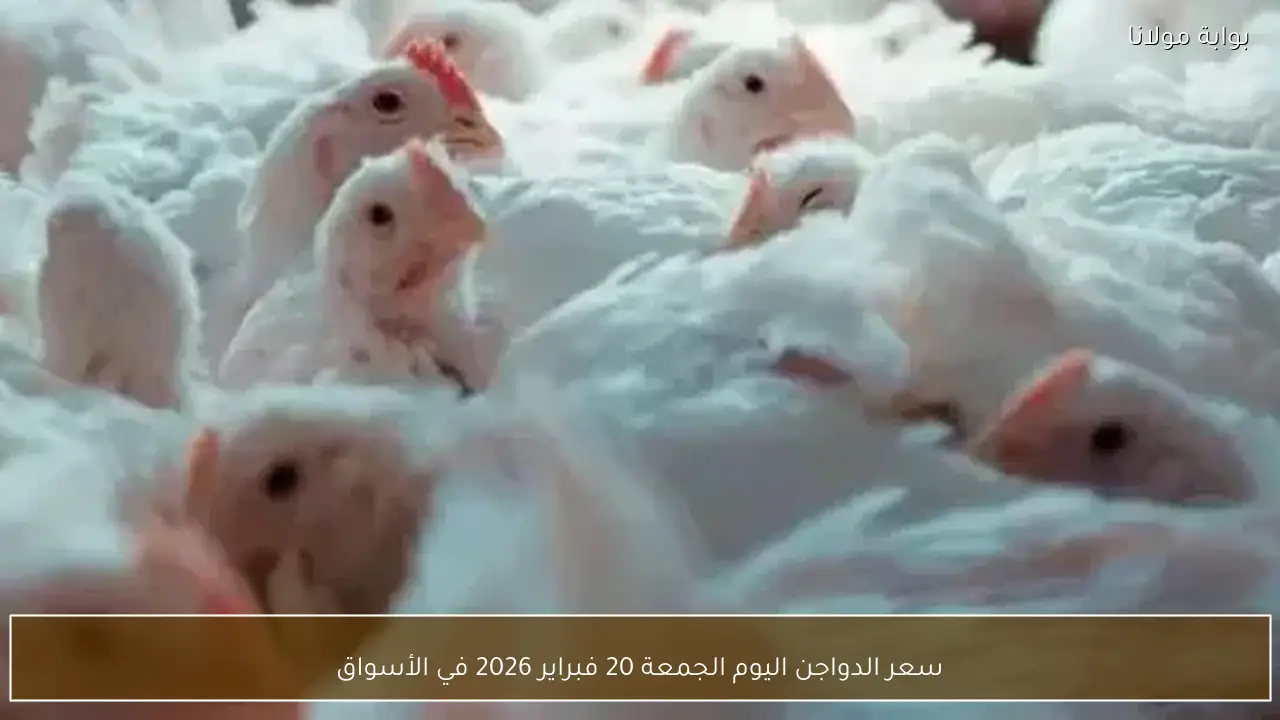 سعر الدواجن اليوم الجمعة 20 فبراير 2026 في الأسواق