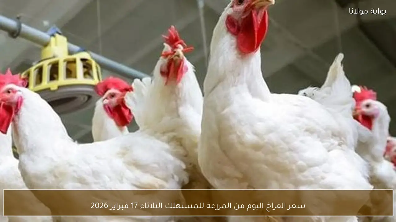 سعر الفراخ اليوم من المزرعة للمستهلك الثلاثاء 17 فبراير 2026