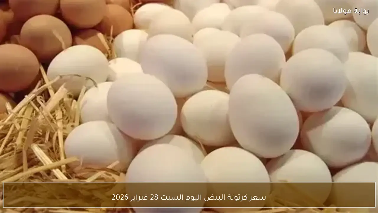 سعر كرتونة البيض اليوم السبت 28 فبراير 2026