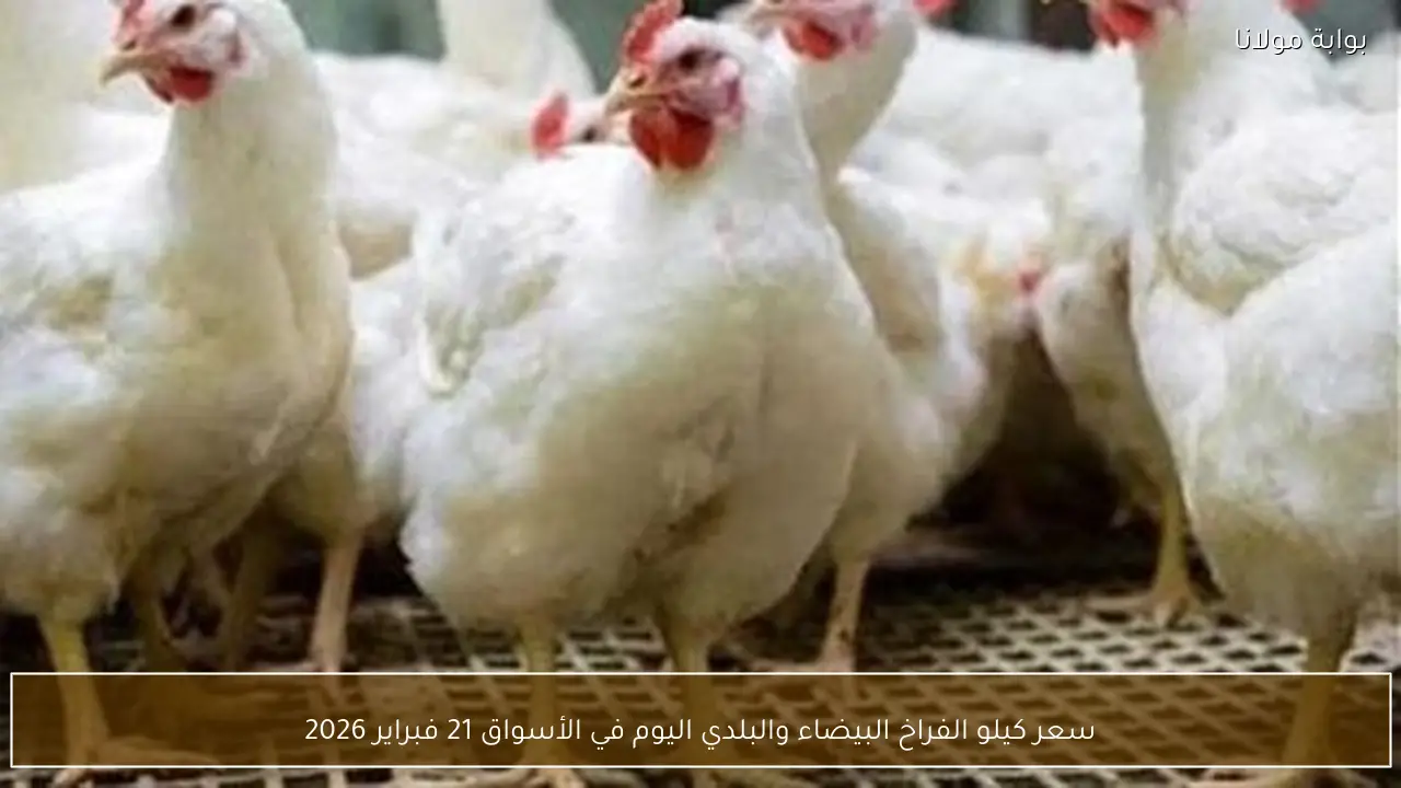 سعر كيلو الفراخ البيضاء والبلدي اليوم في الأسواق 21 فبراير 2026