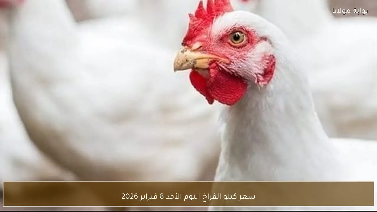 سعر كيلو الفراخ اليوم الأحد 8 فبراير 2026