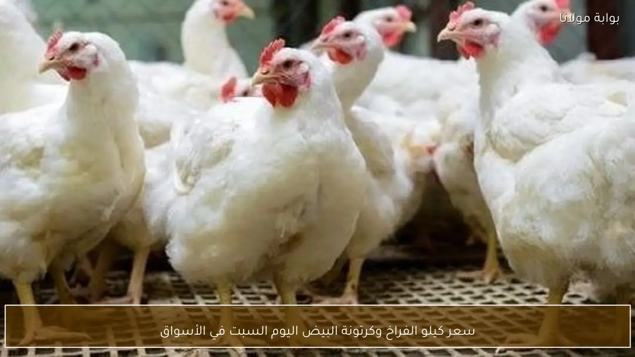 سعر كيلو الفراخ وكرتونة البيض اليوم السبت في الأسواق