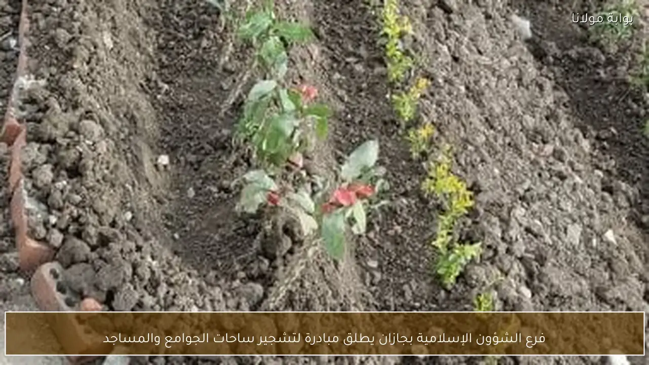 فرع الشؤون الإسلامية بجازان يطلق مبادرة لتشجير ساحات الجوامع والمساجد