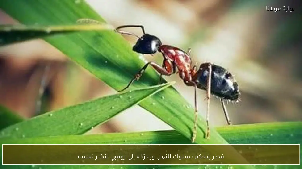 فطر يتحكم بسلوك النمل ويحوّله إلى زومبي لنشر نفسه