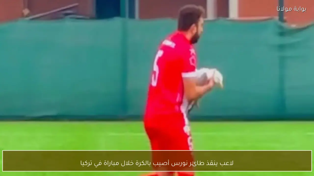 لاعب ينقذ طائر نورس أصيب بالكرة خلال مباراة في تركيا