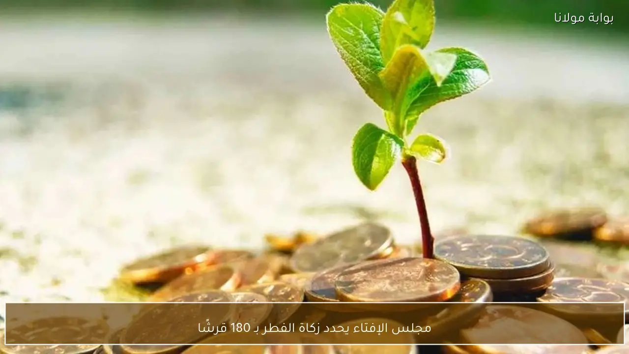 مجلس الإفتاء يحدد زكاة الفطر بـ 180 قرشًا