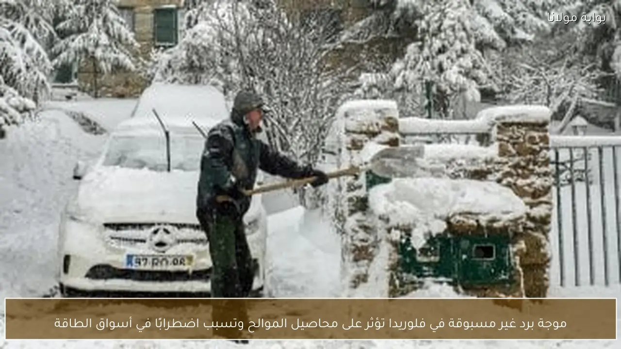 موجة برد غير مسبوقة في فلوريدا تؤثر على محاصيل الموالح وتسبب اضطرابًا في أسواق الطاقة