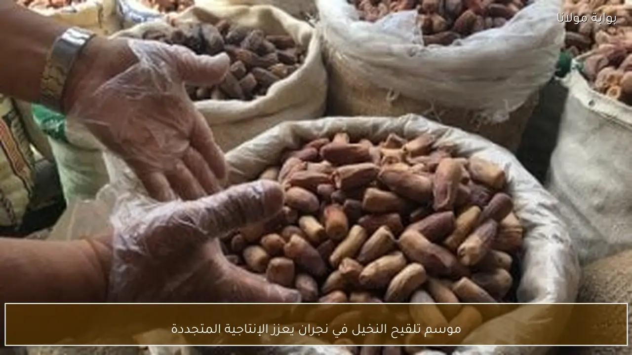 موسم تلقيح النخيل في نجران يعزز الإنتاجية المتجددة