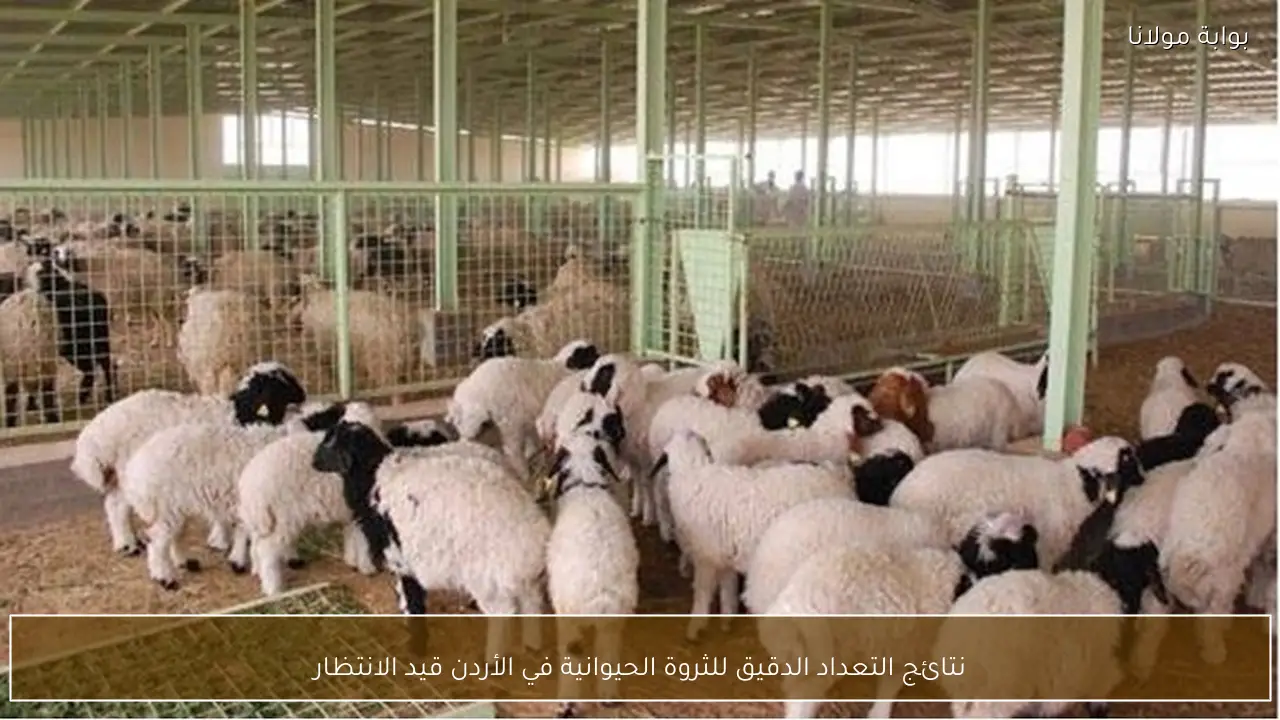 نتائج التعداد الدقيق للثروة الحيوانية في الأردن قيد الانتظار
