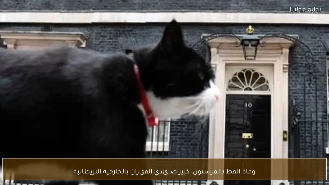 وفاة القط بالمرستون، كبير صائدي الفئران بالخارجية البريطانية